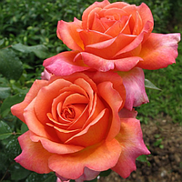 Саджанці троянд «Рене Дергіні» (чайно-гібридні) ЗКС Садовий Розмай (шт)