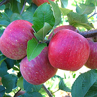 Саджанці яблуні «Фуджі» 1-річний Садовий Розмай (шт)