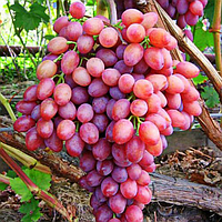 Саджанці винограду «Кішміш променистий» - 2-річний Садовий Розмай (шт)