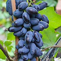 Саджанці винограду «Байконур» - 2-річний Садовий Розмай (шт)