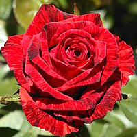 Саджанці троянд «Ред Інтуїшн» (чайно-гібридних) ЗКС Садовий Розмай (шт)