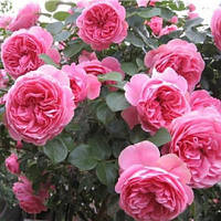 Саджанці троянд «Леонардо да Вінчі» (англійських піоноподібних) - рожево-червоного кольору Садовий Розмай (шт)