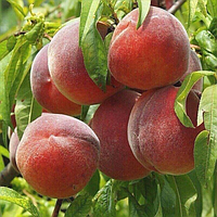 Саджанці персика «Лаурол» 1-річний Садовий Розмай (шт)