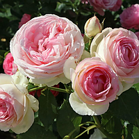 Саджанці троянд «Еден Роуз» (плетистих) - кремово-білого кольору з рожевими і відтінками лавандовими Садовий
