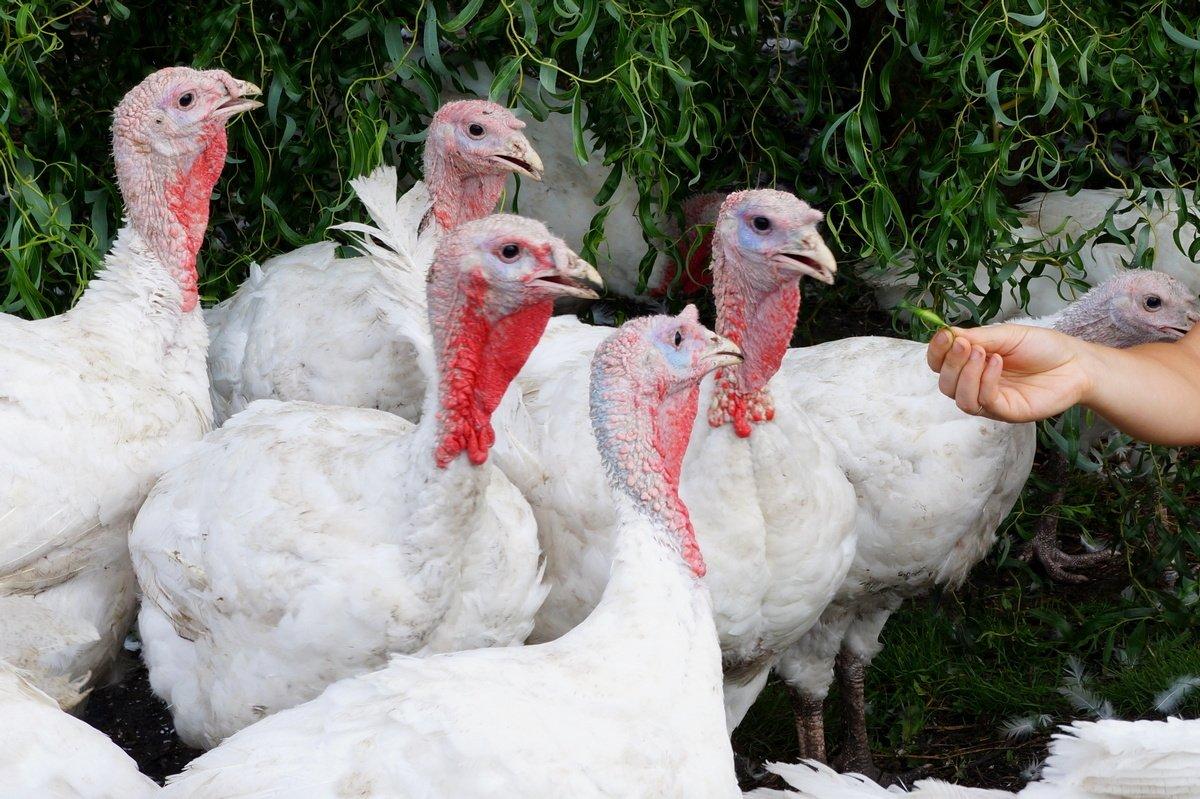 Рекомендації вибору кросів або порід птиці для виробництва (інформація в фізичному форматі,відправка поштою), фото 1