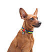 Нашийник для собак нейлоновий WAUDOG Nylon з QR-паспортом, малюнок "Colors of freedom", металевий, фото 4