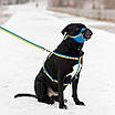 Шлея для собак анатомічна H-подібна WAUDOG Nylon з QR-паспортом, малюнок "Colors of freedom", пластиковий, фото 2