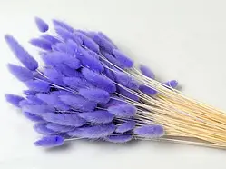 Лагурус фіолетовий 1шт.