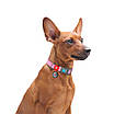 Нашийник для собак з відновленої бавовни WAUDOG Re-cotton з QR-паспортом, світловідбивний, пластиковий, фото 5