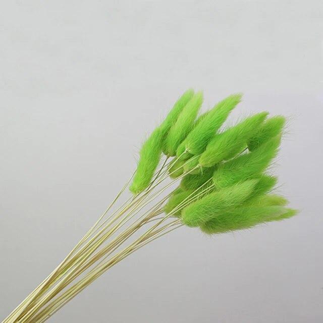 Лагурус світло-зелений 1шт., фото 1