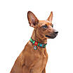 Нашийник для собак нейлоновий WAUDOG Nylon з QR-паспортом, малюнок "Етно зелений", пластиковий фастекс, Ш 25, фото 4