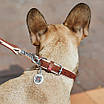 Нашийник для собак шкіряний WAUDOG Soft з QR паспортом, Ш 15 мм, Д 27-36 см, фото 4