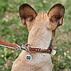 Нашийник для собак шкіряний WAUDOG Soft з QR паспортом, металеві прикраси, Ш 15 мм, Д 27-36 см, фото 4