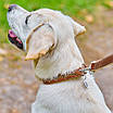 Нашийник для собак шкіряний WAUDOG Soft з QR паспортом, металеві прикраси, Ш 25 мм, Д 38-49 см, фото 3