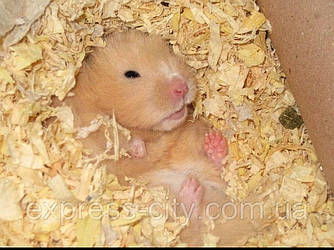 Стружка дерев'яна (пилки) для тварин (підстилка) пакет 800 г.