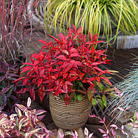 Нандіна domestica "Blush Pink". Nandina domestica "Blush Pink".