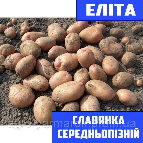 Семенной картофель Среднепоздний посадочный картофель Семенная картошка ...