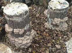 Міцелій на букових брусочках Глива звичайна сіра, Pleurotus sajor-caju