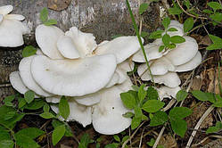 Міцелій на букових брусочках Глива біла, Pleurotus pulmonarius