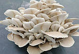 Міцелій на букових брусочках Глива біла, Pleurotus pulmonarius, фото 2