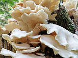 Міцелій на букових брусочках Глива біла, Pleurotus pulmonarius, фото 3