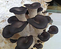 Мицелий на буковых брусочках Вешенка китайская чёрная, Pleurotus ostreatus