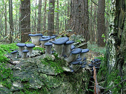 Міцелій на букових брусочках Глива синя панчоха (колумбійська), Pleurotus columbinus