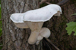 Міцелій на букових брусочках Глива дубова, Pleurotus dryinus