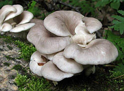 Міцелій на букових брусочках Глива ріжкоподібна, Pleurotus cornucopiae