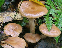 Міцелій на букових брусочках Опеньок цибулинноногий, Armillaria cepistipes