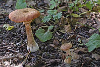 Мицелий на буковых брусочках Опёнок толстоногий, Armillaria lutea