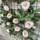 Ліана плетуча троянда Остін Люкс світла з рожевим 280 см, фото 2