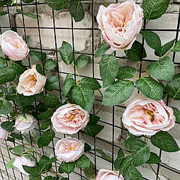 Ліана плетуча троянда Остін Люкс світла з рожевим 280 см