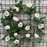 Ліана плетуча троянда Остін Люкс світла з рожевим 280 см, фото 3