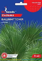 Пальма Вашингтония Робуста веерная элегантная быстрорастущая высотой 1-1.2 м, упаковка 5 шт