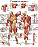 Анатомічний плакат М'язова система 67*86см