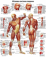 Анатомічний плакат М'язова система 67*86см (можна змінювати)