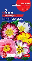 Примула Гігант Селекта з квітками різноманітного забарвлення діаметром 2,5-3 см багаторічна, пачка 0,1 г