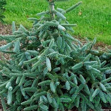 Ялиця іспанська Kelleriis 2 річна, Пихта испанская Келлерис, Abies pinsapo Kelleriis, фото 3