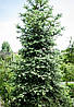 Ялиця іспанська Kelleriis 2 річна, Пихта испанская Келлерис, Abies pinsapo Kelleriis, фото 8
