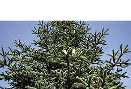 Ялиця іспанська Kelleriis 2 річна, Пихта испанская Келлерис, Abies pinsapo Kelleriis, фото 5
