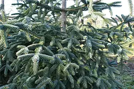 Ялиця іспанська Kelleriis 2 річна, Пихта испанская Келлерис, Abies pinsapo Kelleriis, фото 4