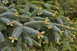 Ялиця іспанська Kelleriis 2 річна, Пихта испанская Келлерис, Abies pinsapo Kelleriis, фото 6