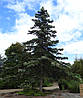Ялиця іспанська Kelleriis 2 річна, Пихта испанская Келлерис, Abies pinsapo Kelleriis, фото 7