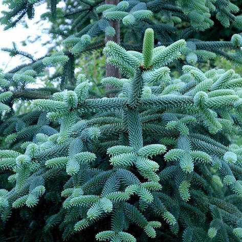 Ялиця іспанська Kelleriis 2 річна, Пихта испанская Келлерис, Abies pinsapo Kelleriis, фото 1