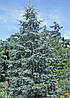 Ялиця іспанська Kelleriis 2 річна, Пихта испанская Келлерис, Abies pinsapo Kelleriis, фото 11