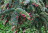 Ялиця іспанська Kelleriis 2 річна, Пихта испанская Келлерис, Abies pinsapo Kelleriis, фото 10