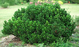 Сосна гірська Sherwood Compact 2 річна, Сосна горная Шервуд Компакт, Pinus mugo Sherwood Compact, фото 6