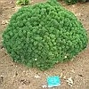 Сосна гірська Sherwood Compact 2 річна, Сосна горная Шервуд Компакт, Pinus mugo Sherwood Compact, фото 10