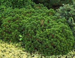 Сосна гірська Sherwood Compact 2 річна, Сосна горная Шервуд Компакт, Pinus mugo Sherwood Compact, фото 5